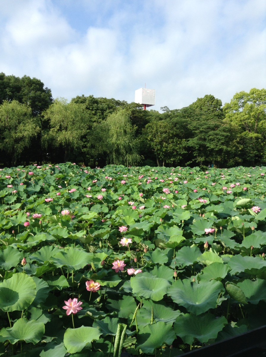 万博公園、象鼻杯2